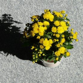 Chryzantema wielkokwiatowa