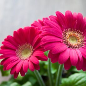 Gerbera Jamesona, Żródlo: https://pixabay.com/en/flower-spring-summer-gerbera-631765/