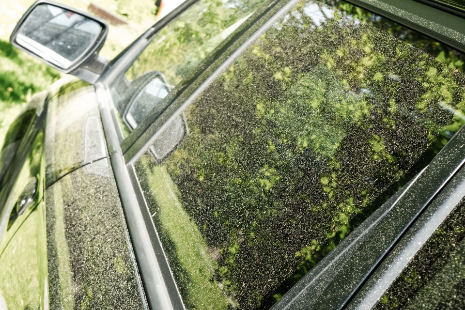 Pyłek sosny na samochodzie