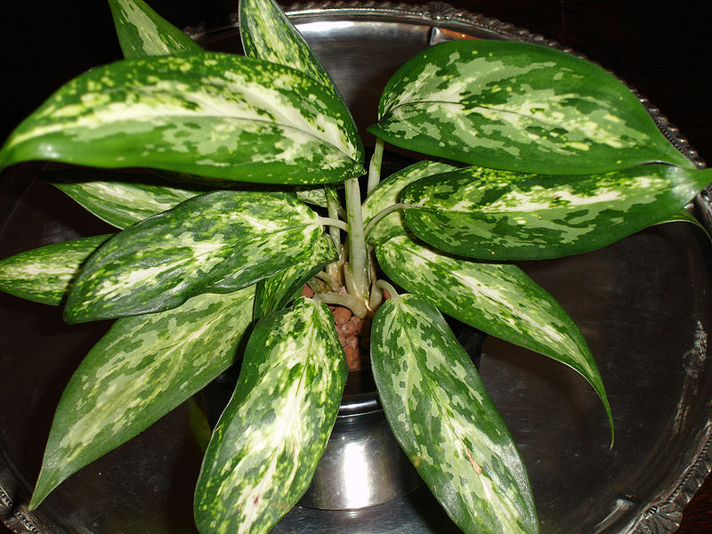 Aglaonema Schott