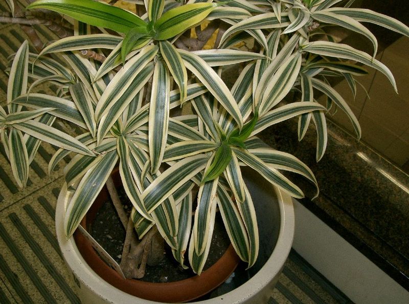 Dracena odwrócona