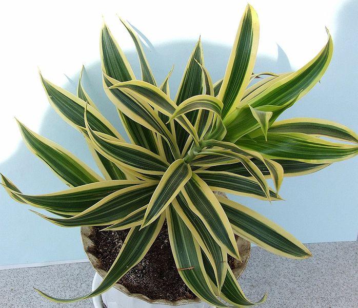 Dracena wonna