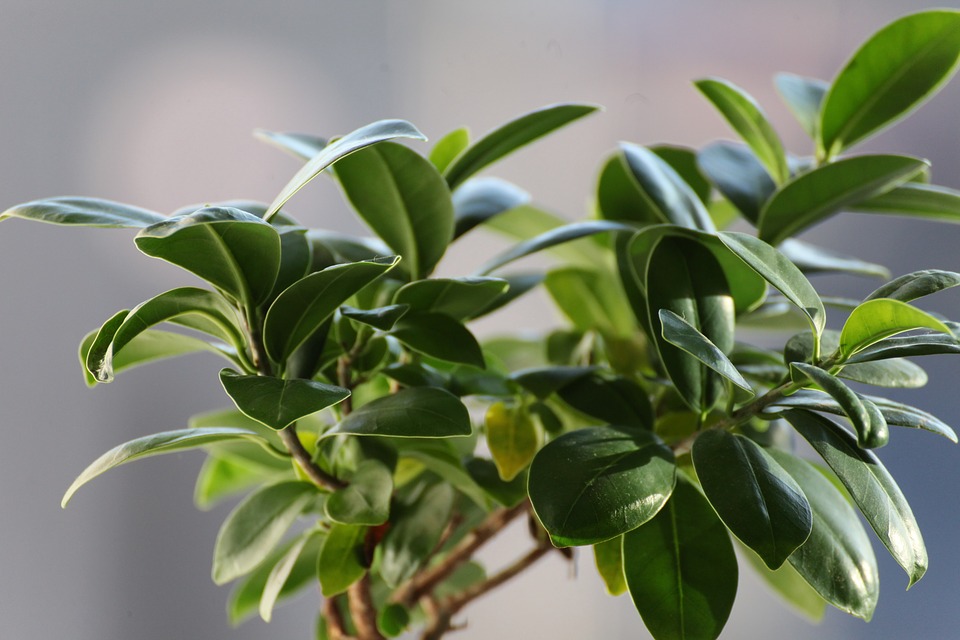 Ficus benjamina