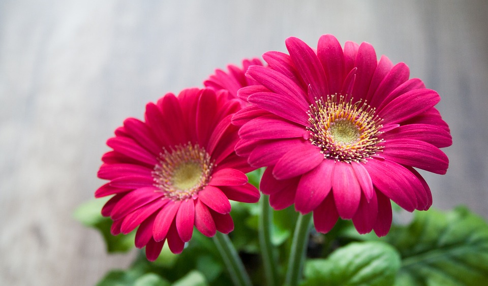 Gerbera Jamesona