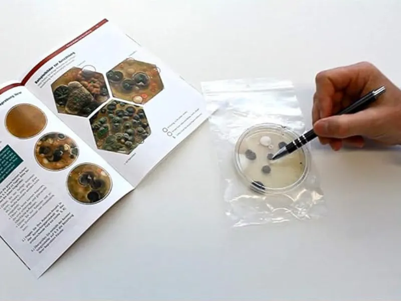 Test na obecność pleśni w domu