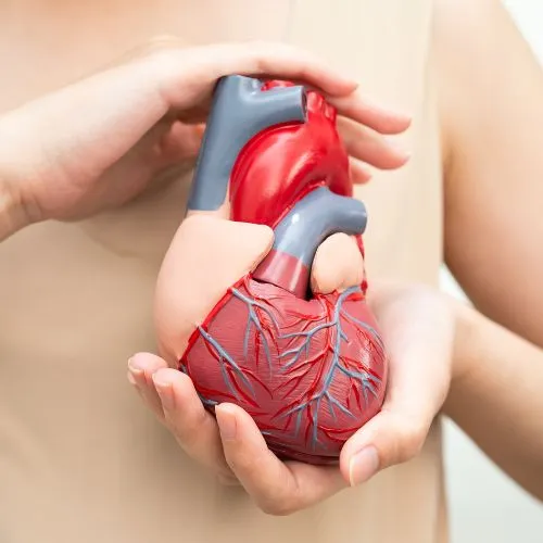 schemat serca ludzkiego