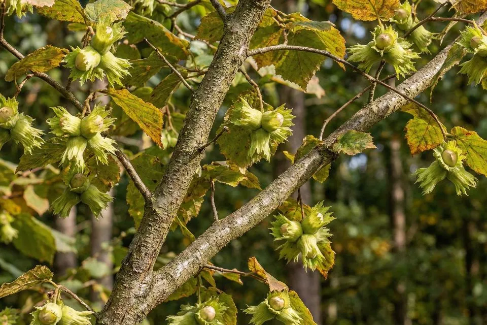 orzechy laskowe na leszczynie