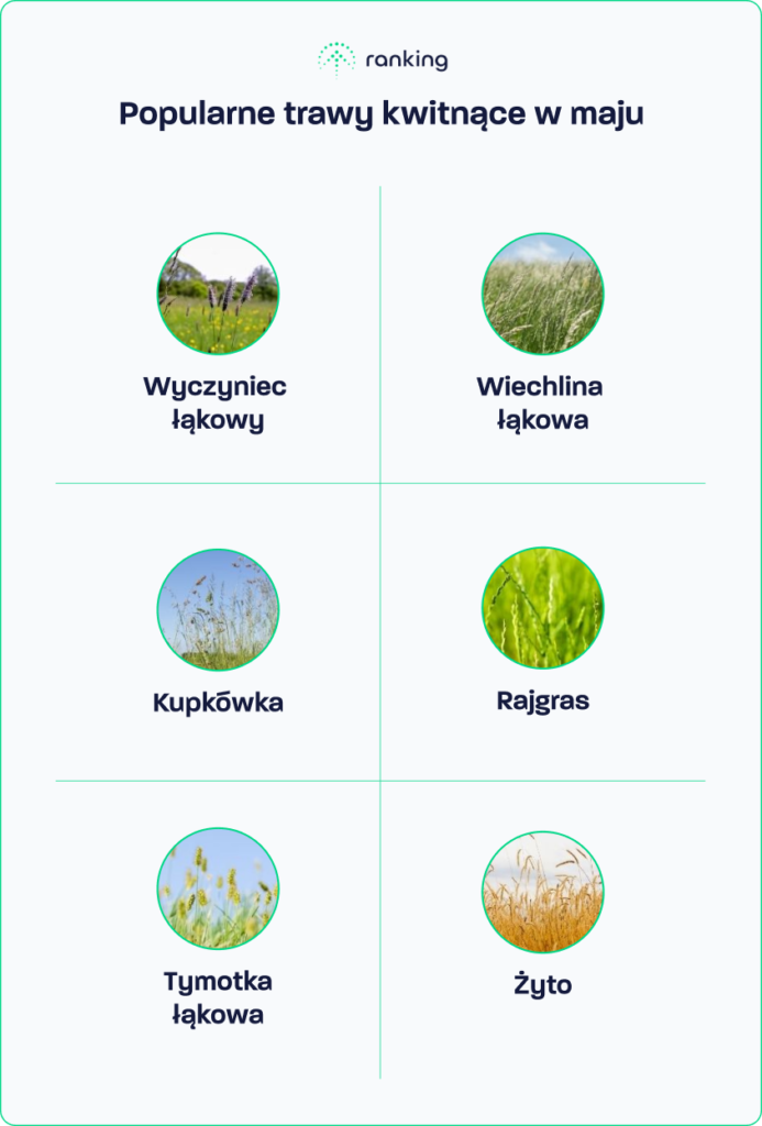 Popularne uczulające trawy pylące w maju