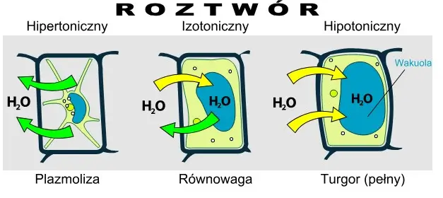 Zjawisko osmozy zachodzące w roślinach