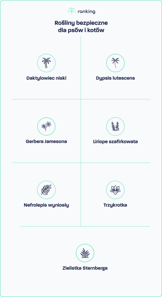 Rośliny oczyszczające powietrze bezpieczne dla psów i kotów