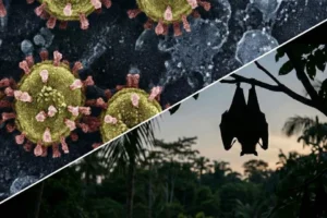 wirus nipah, zdjęcie symboliczne: cząsteczki wirusa i nietoperz