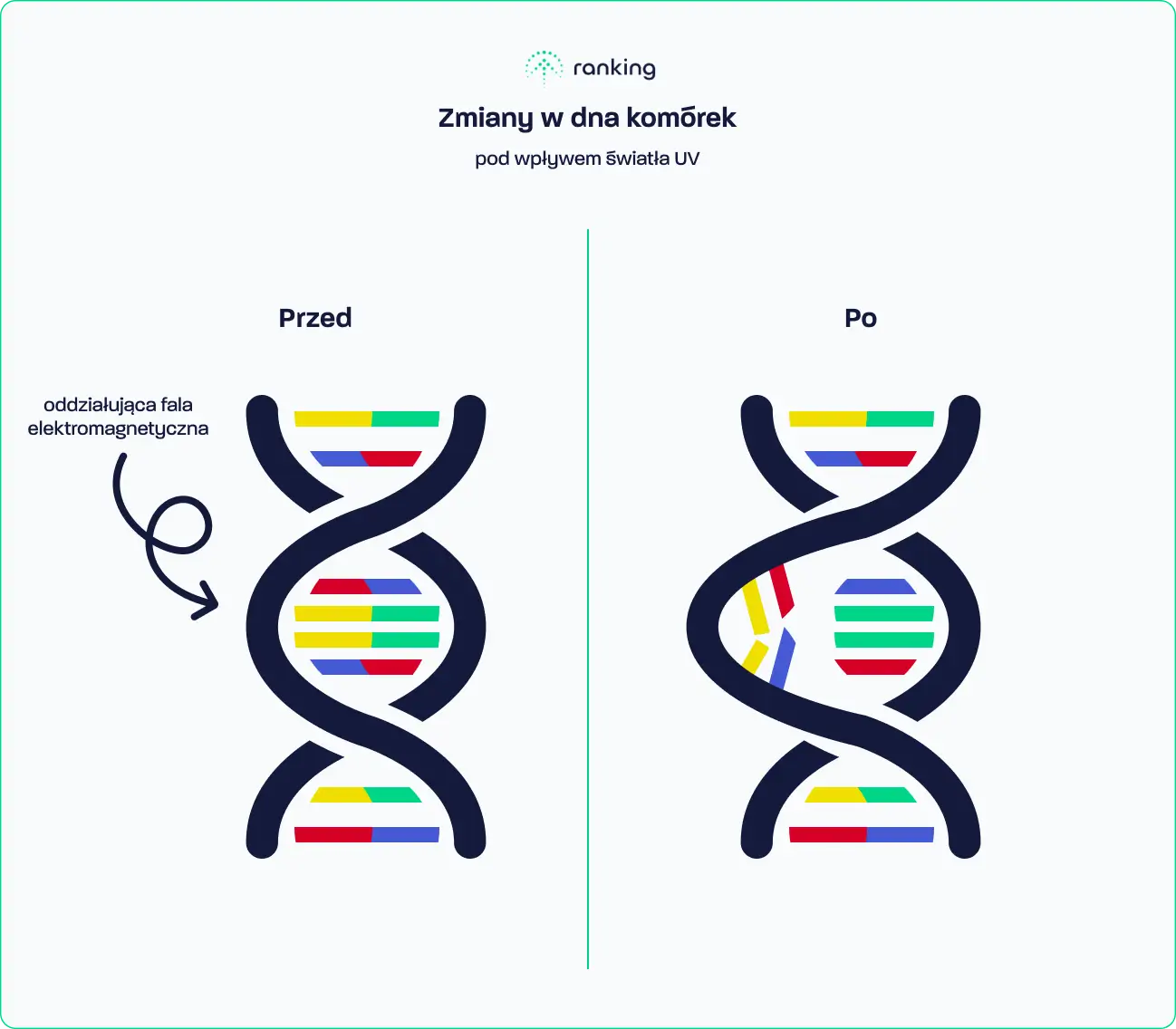 Zmiany w DNA pod wpływem działania światła UV